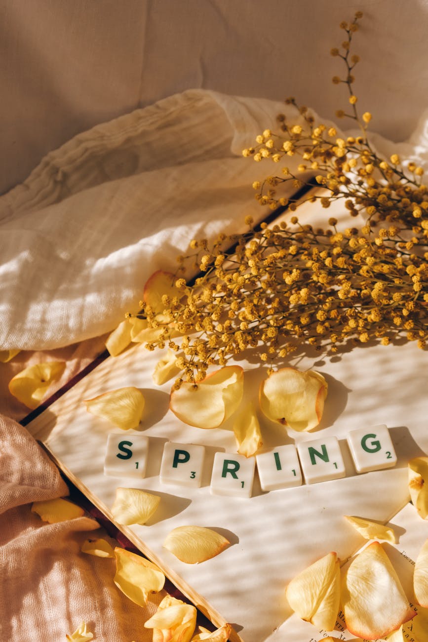 nature flowers petals spring